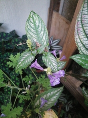 Strobilanthes
