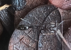 Odontomachus simillimus