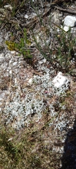 Helichrysum cylindriflorum