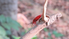 Probergrothius nigricornis