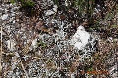 Helichrysum cylindriflorum