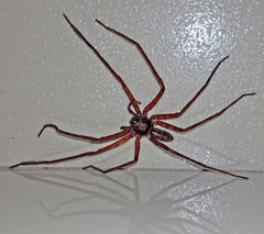 Heteropoda