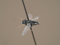 Oxybelus bipunctatus