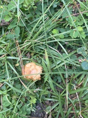 Amanita persicina