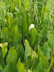 Spathiphyllum wallisii