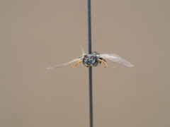 Oxybelus bipunctatus