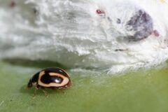 Hyperaspis trifurcata