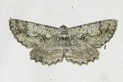Cymatophora approximaria