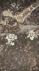 Xanthoparmelia conspersa