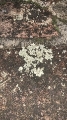 Xanthoparmelia conspersa