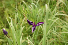 Iris ensata