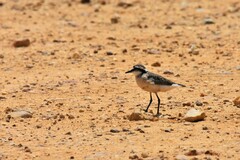 Charadrius pecuarius