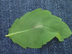 Neolasioptera impatientifolia