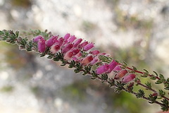 Erica garciae