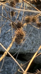 Arctium lappa