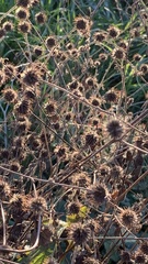 Arctium lappa