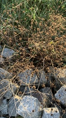 Arctium lappa
