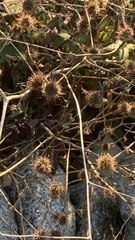Arctium lappa