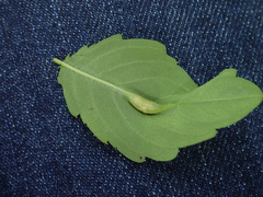 Neolasioptera impatientifolia