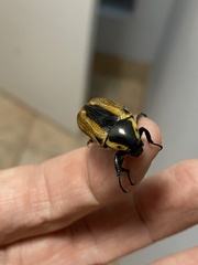 Chondropyga dorsalis