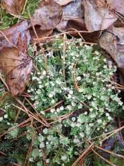 Cladonia gracilis