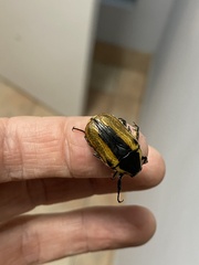 Chondropyga dorsalis