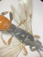 Phygadeuontinae