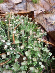 Cladonia gracilis