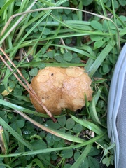 Stropharia coronilla