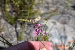 Ixia stricta