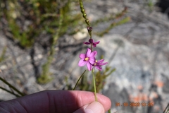 Ixia stricta