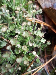 Cladonia gracilis