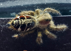 Hyllus