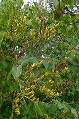 Magnoliopsida