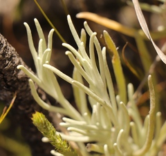 Syncarpha gnaphaloides