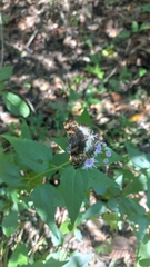 Noctuana lactifera bipuncta