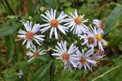Aster