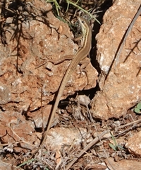 Ophisops elegans macrodactylus