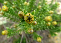 Oedera uniflora