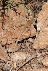 Ophisops elegans macrodactylus