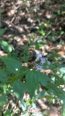 Noctuana lactifera bipuncta