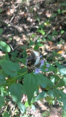 Noctuana lactifera bipuncta