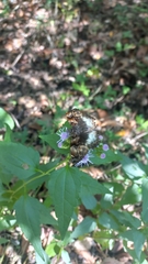 Noctuana lactifera bipuncta