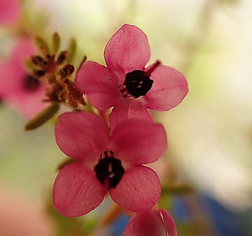 Image of Blackcrown Heath (Erica melanthera) by no rights reserved