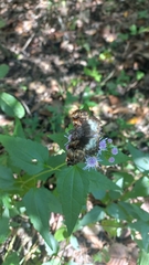 Noctuana lactifera bipuncta