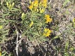 Euthamia gymnospermoides