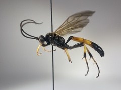 Ichneumon extensorius