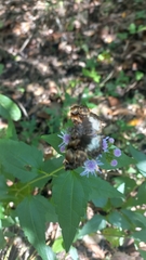 Noctuana lactifera bipuncta