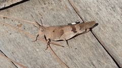 Oedipoda caerulescens