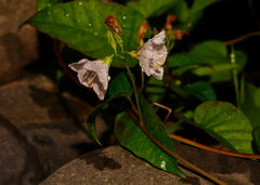 Jacquemontia paniculata